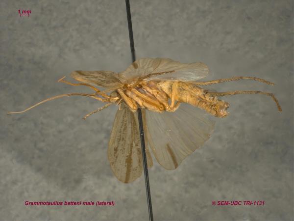 Photo of Grammotaulius betteni by Spencer Entomological Museum